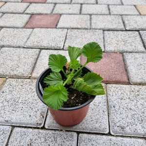 리갈제라늄 제라늄 조안모프 #조안모프 식물