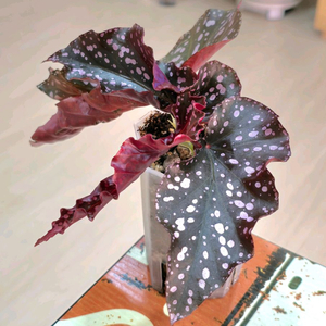 크랙클린로지 베고니아