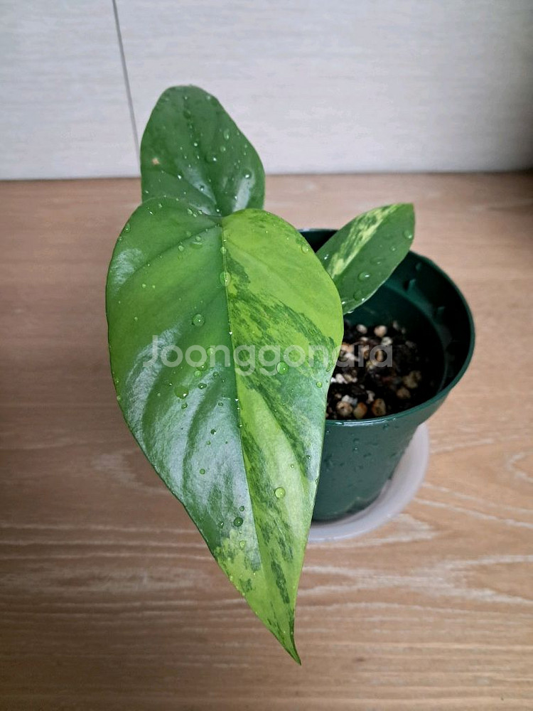 옐로우 히메 몬스테라--0