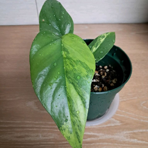 옐로우 히메 몬스테라