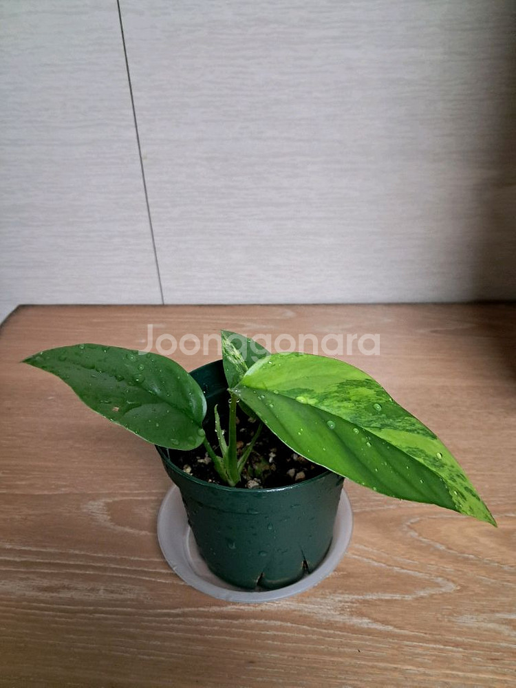 옐로우 히메 몬스테라--1