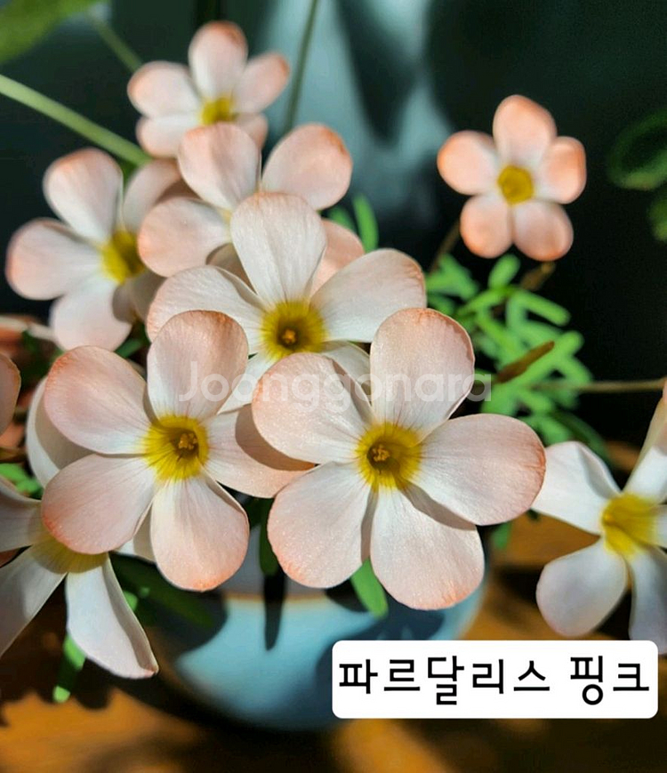 옥살리스 고급종 사랑초 구근6종-1세트--4