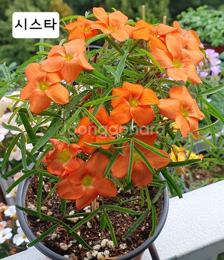 옥살리스 고급종 사랑초 구근6종-1세트--3