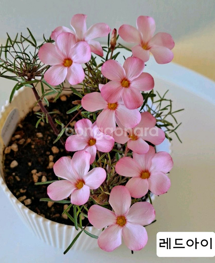 옥살리스 고급종 사랑초 구근6종-1세트--0