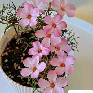 옥살리스 고급종 사랑초 구근6종-1세트