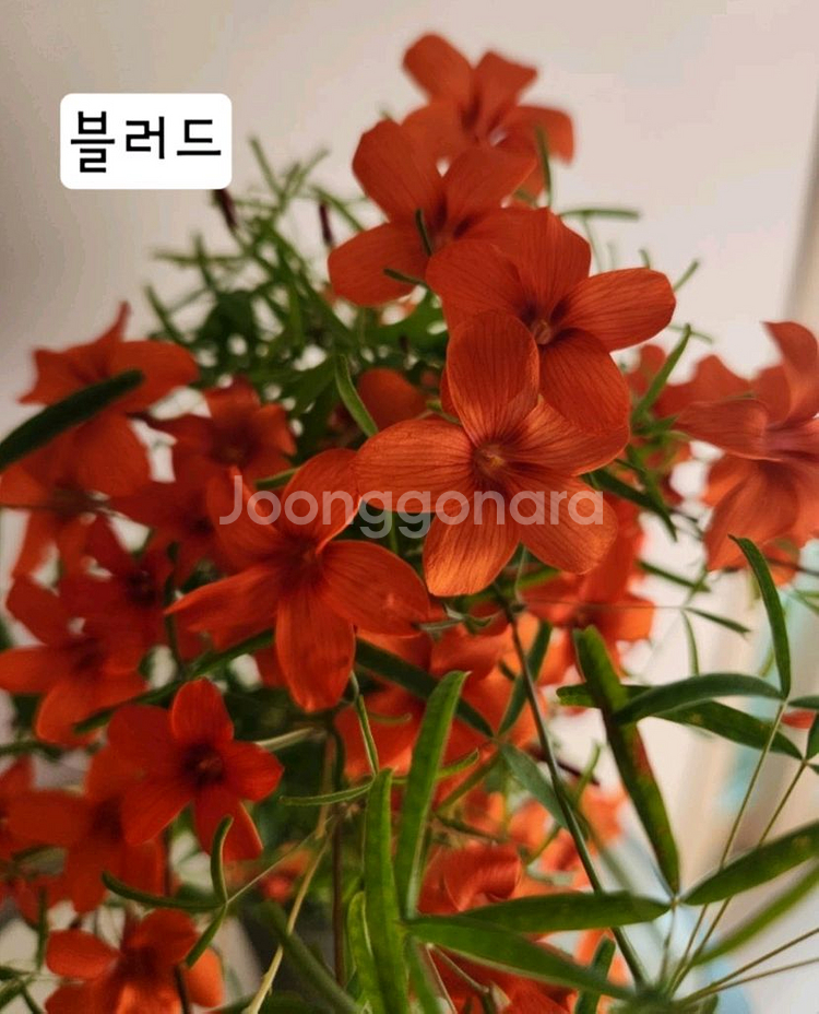 옥살리스 고급종 사랑초 구근6종-1세트--6