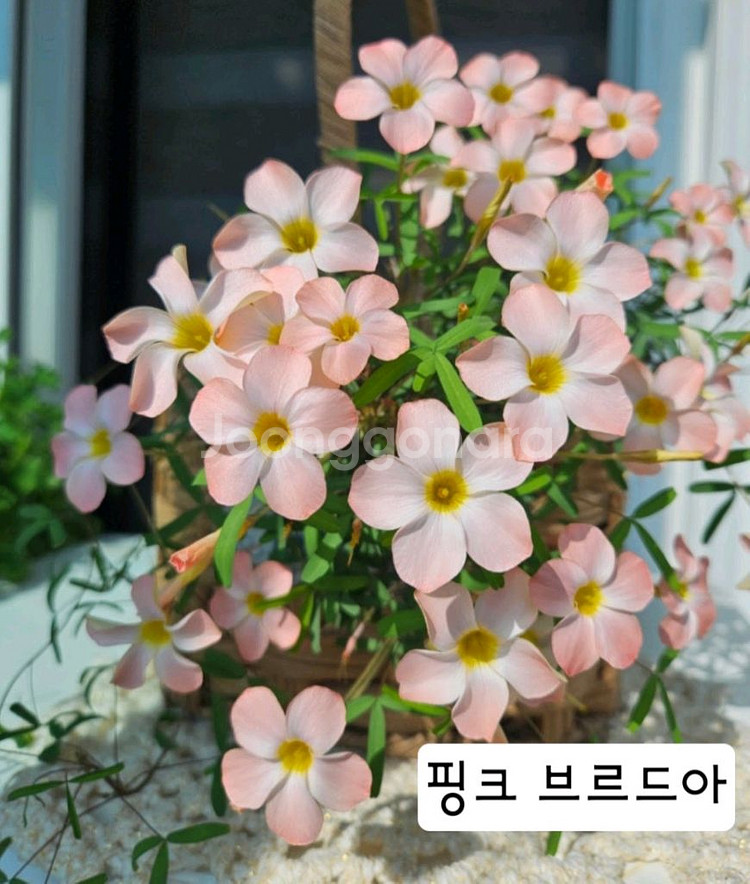 옥살리스 고급종 사랑초 구근6종-1세트--5