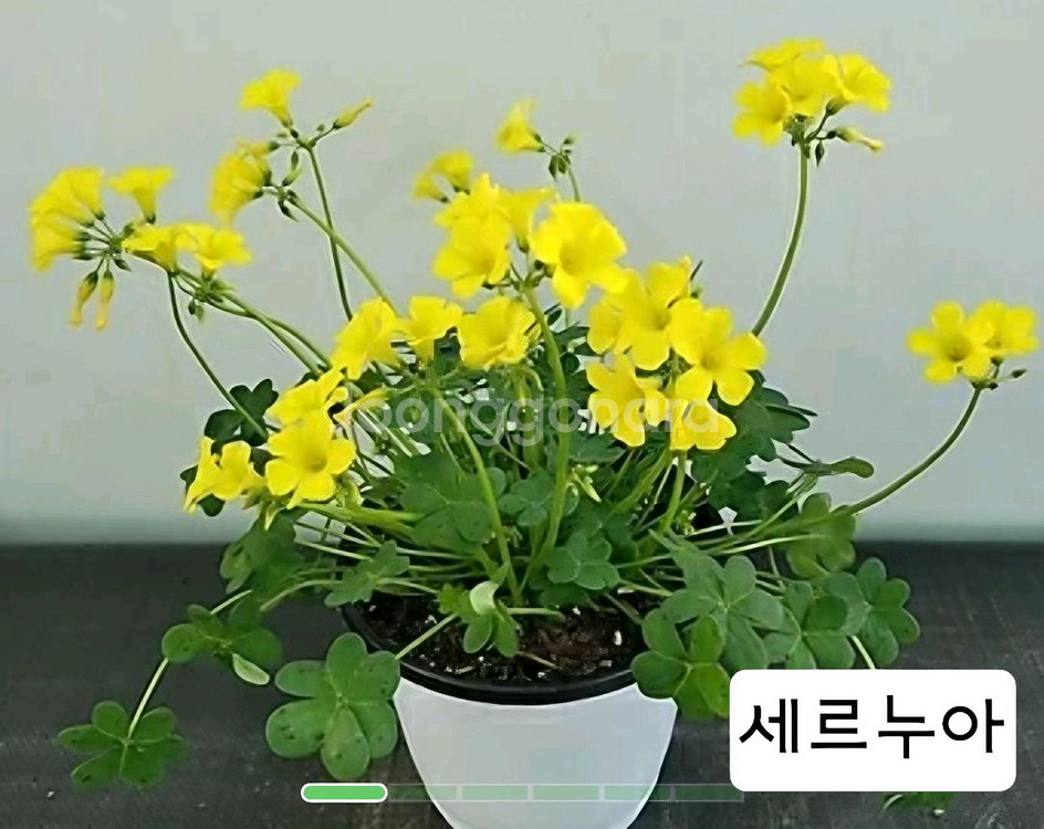 세르누아, 디셀드로프 사랑초 구근--0