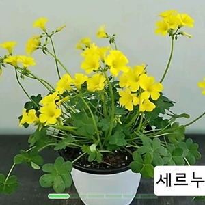 세르누아, 디셀드로프 사랑초 구근