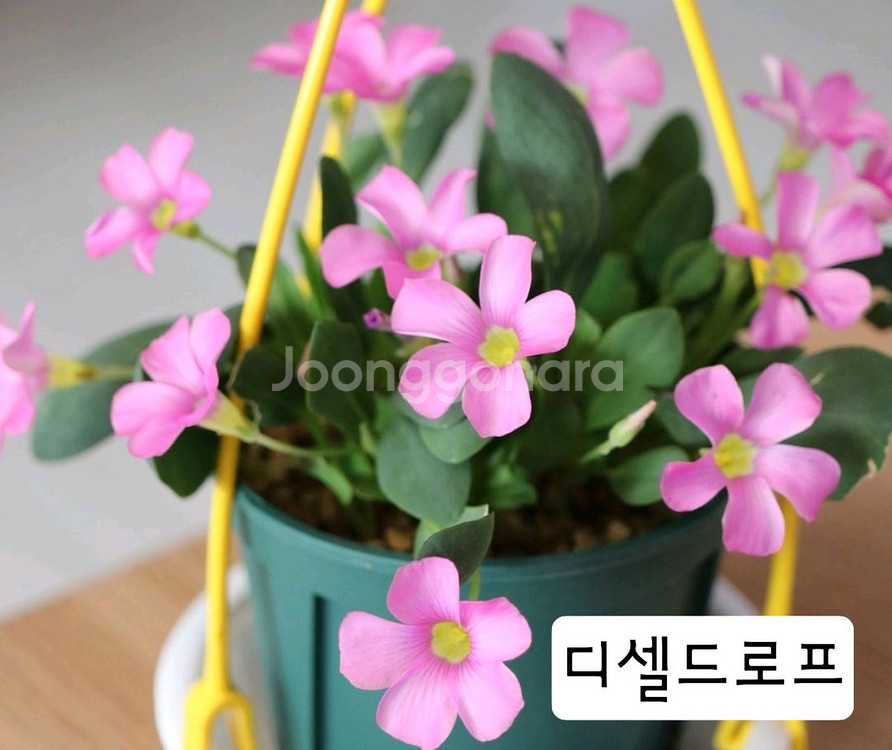 세르누아, 디셀드로프 사랑초 구근--1