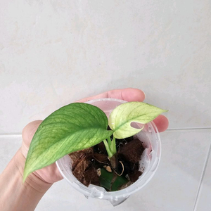 풀민트 히메몬스테라