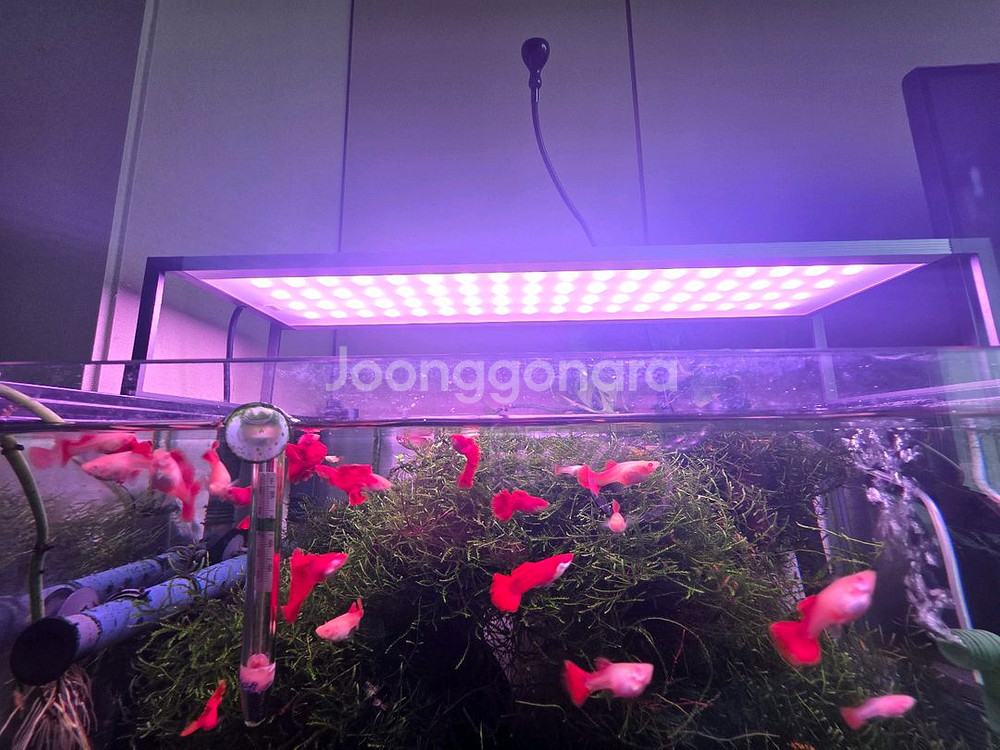 2자 광폭 수조세트 일괄 판매--6