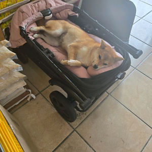 폼포라펫유모차