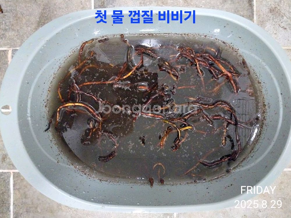 골쇄보 건재 1kg--2