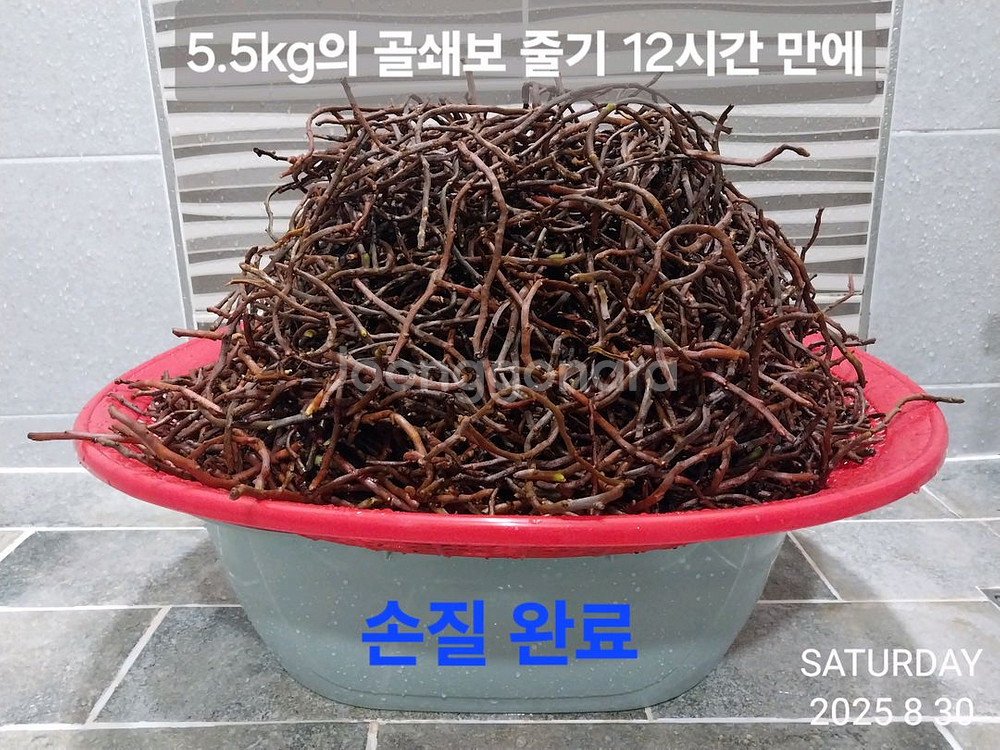 골쇄보 건재 1kg--4
