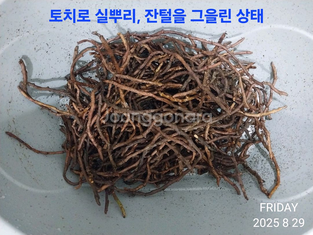 골쇄보 건재 1kg--1
