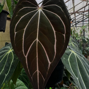 칼라블랙키 AU2 x AU1 (ilovearoids)