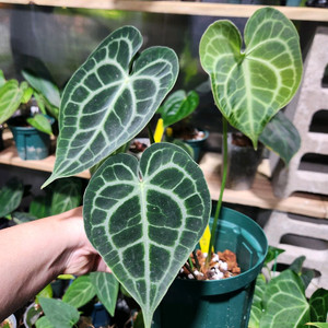 안스리움 킹 클라리네비움