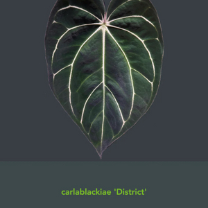 안스리움 칼라블랙키 DistrictxOrdin (4aroids)