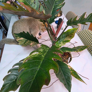 필로덴드론 카라멜마블