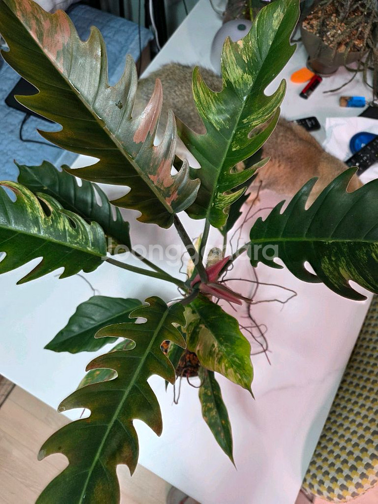 필로덴드론 카라멜마블--1