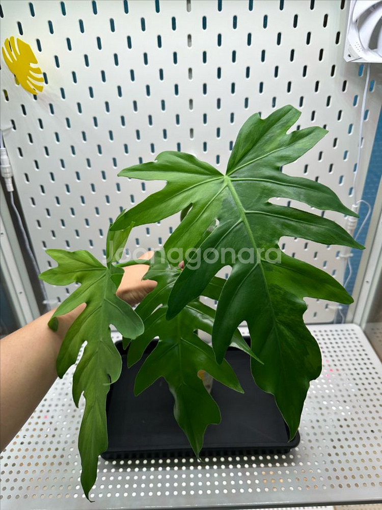 필로덴드론 라디아튬 바리에가타 탑--0