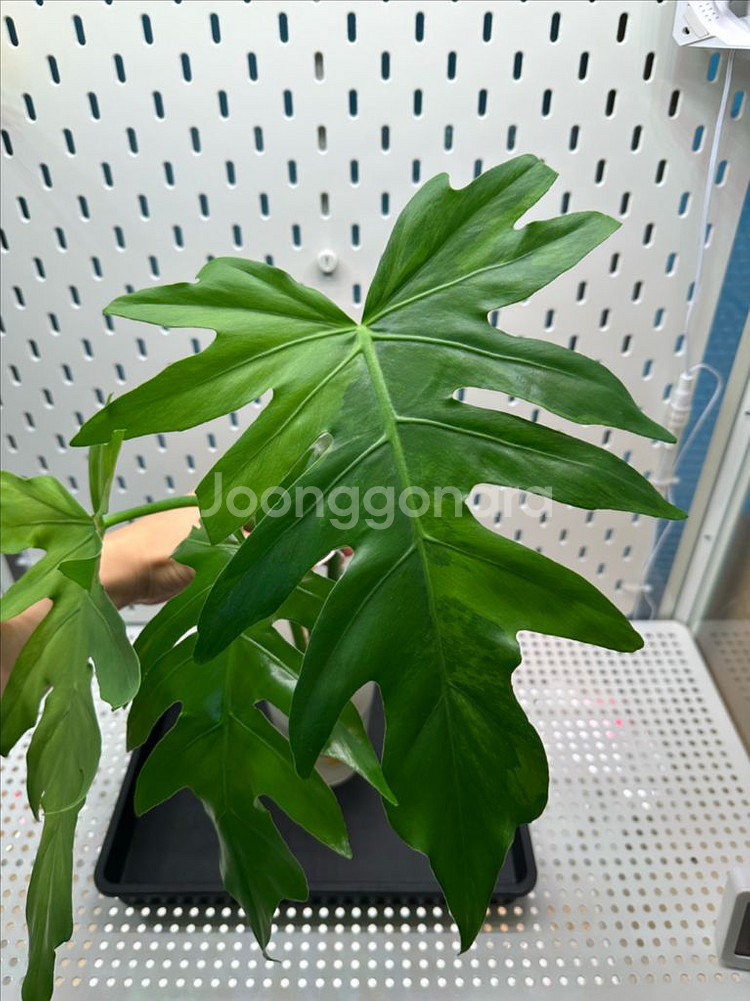 필로덴드론 라디아튬 바리에가타 탑--1