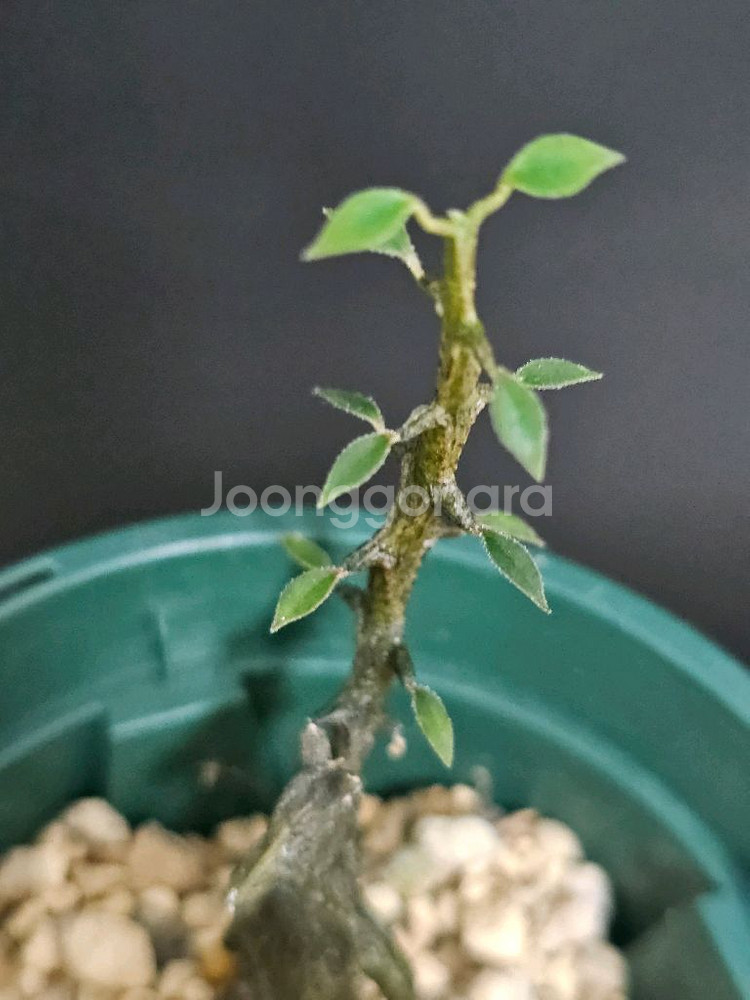 아프리카식물 세로페기아 기키이(용꼬리)--2