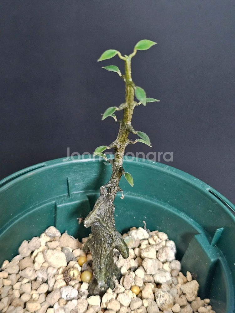 아프리카식물 세로페기아 기키이(용꼬리)--0