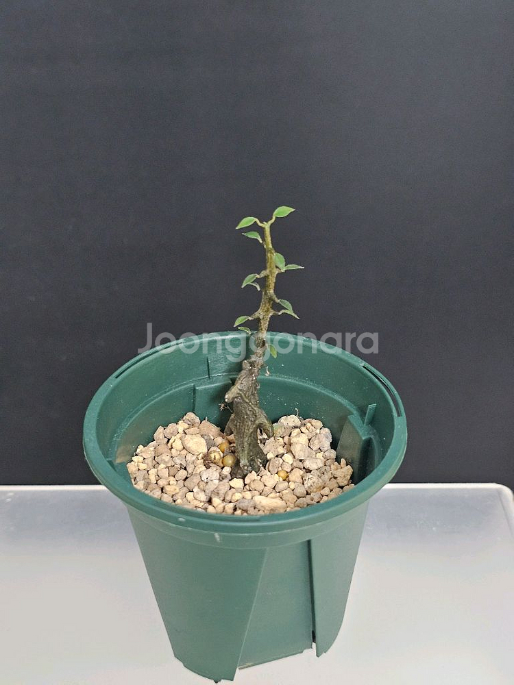 아프리카식물 세로페기아 기키이(용꼬리)--1