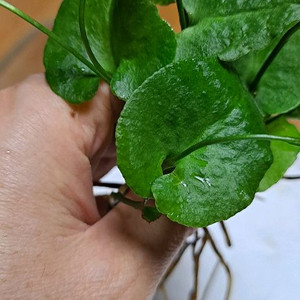 나도고사리삼 고사리