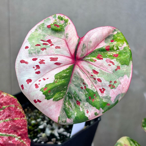 칼라디움 로즈 화이트