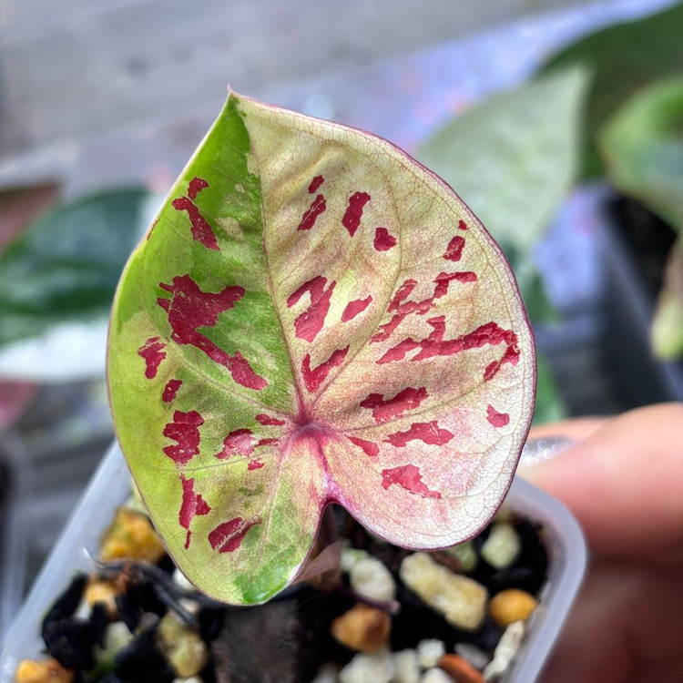 칼라디움 로즈 화이트--2