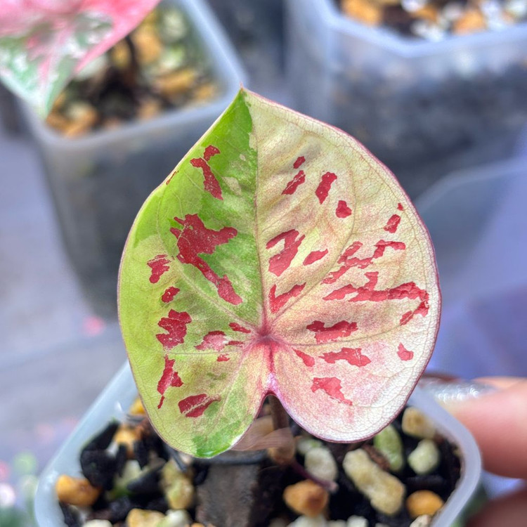 칼라디움 로즈 화이트--1