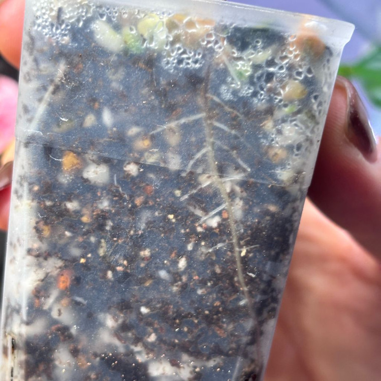 칼라디움 로즈 화이트--4