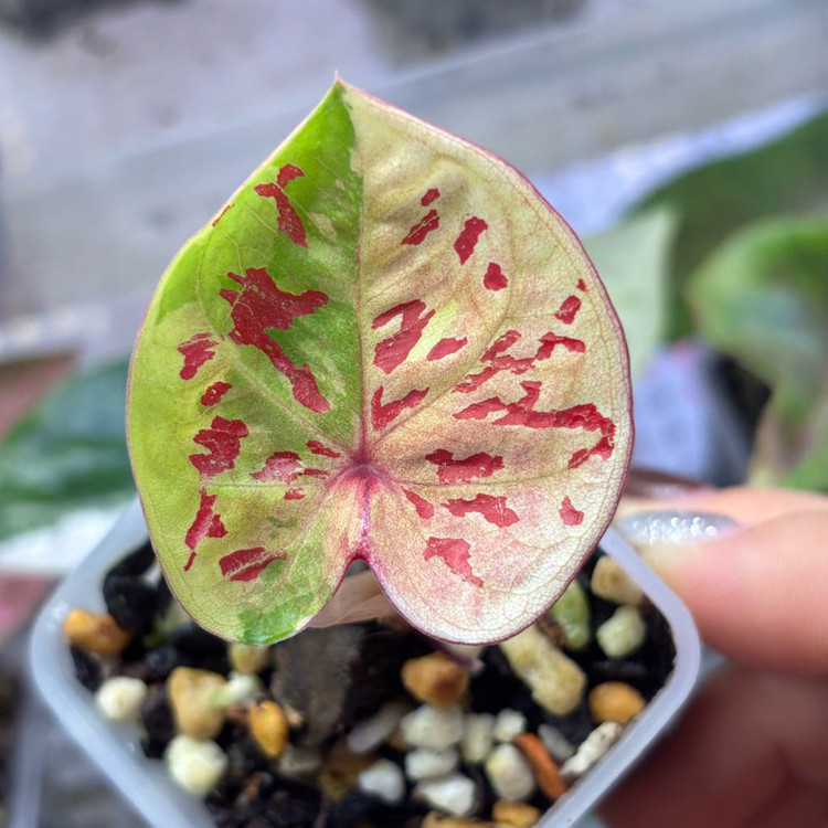 칼라디움 로즈 화이트--3