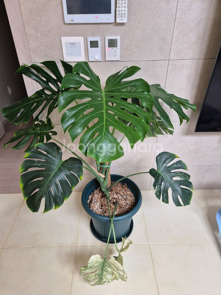 희귀식물 팝니다--0