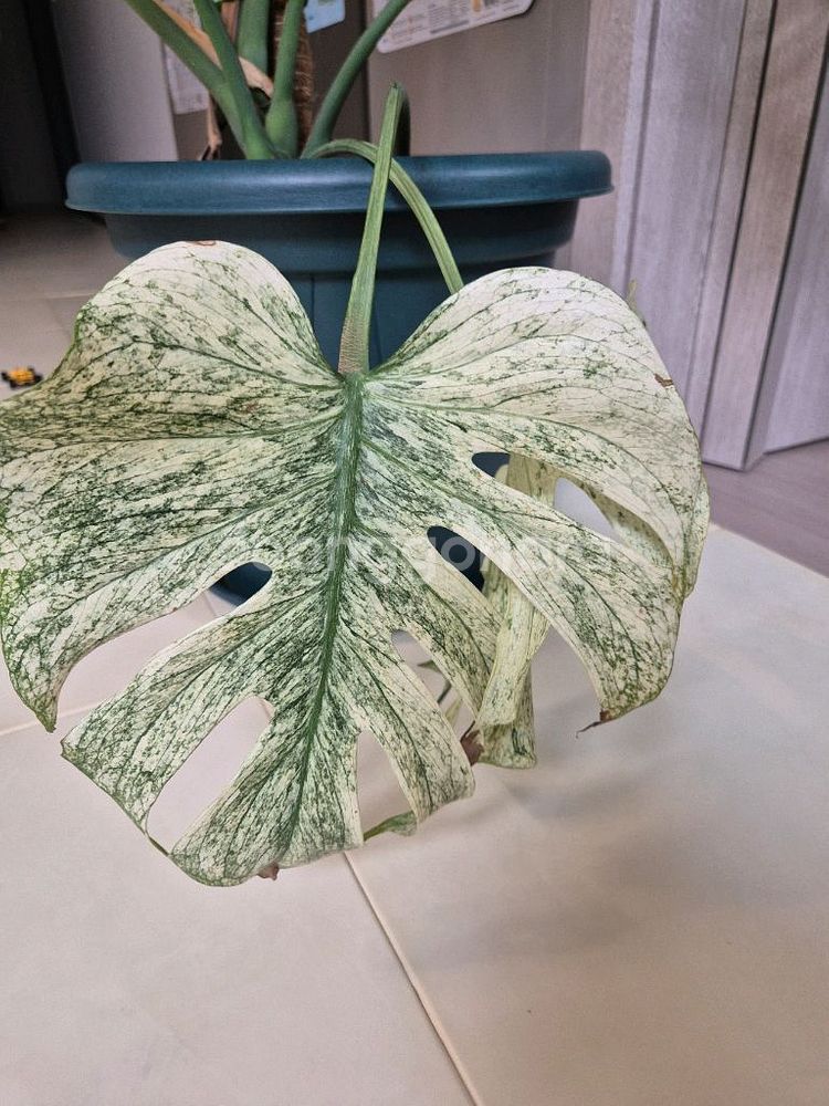 희귀식물 팝니다--3