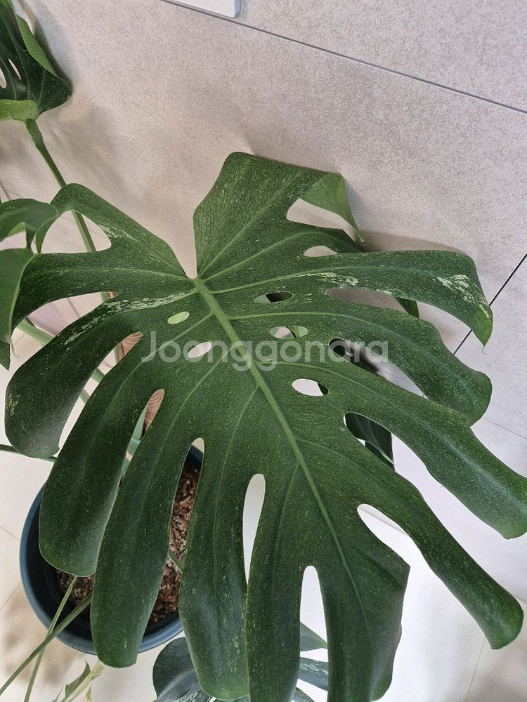 희귀식물 팝니다--1