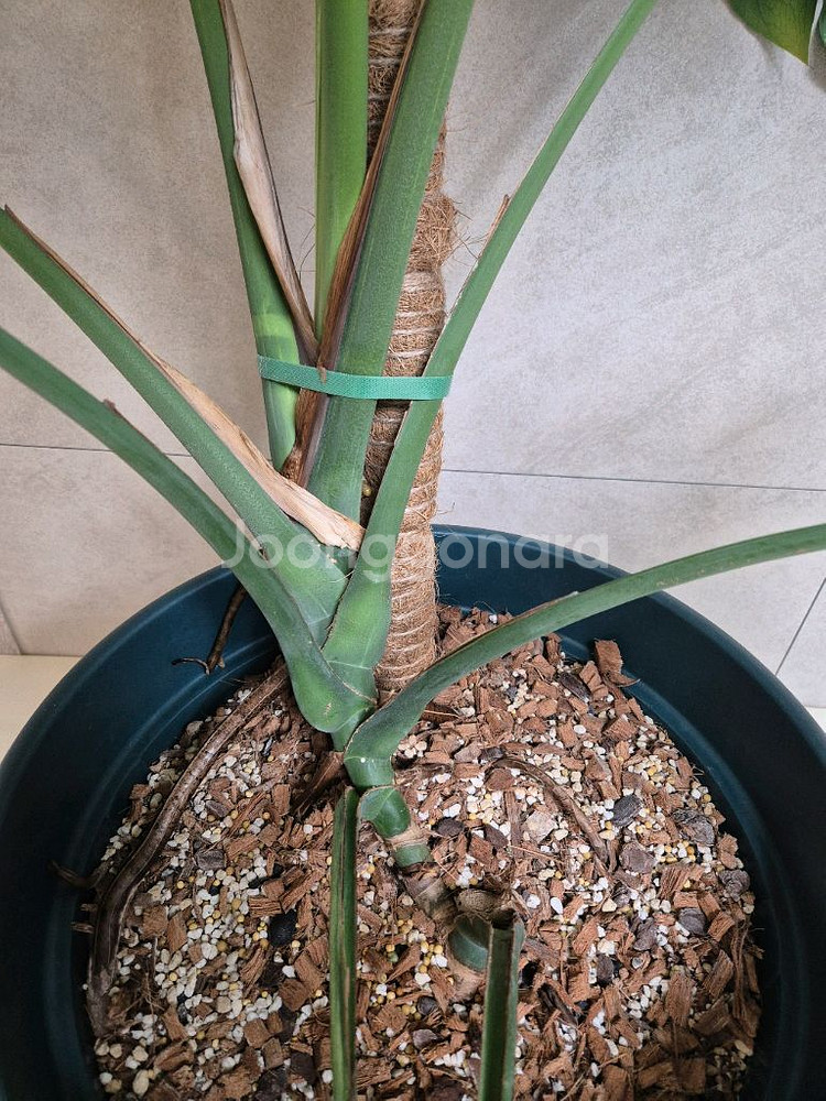 희귀식물 팝니다--2