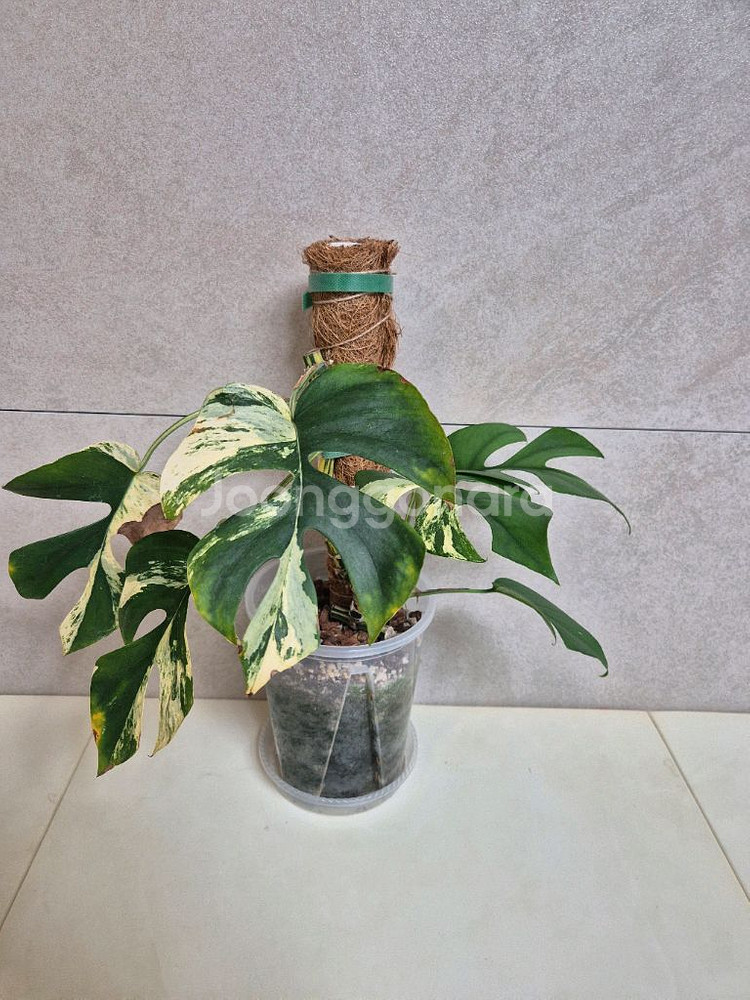 희귀식물 팝니다--4