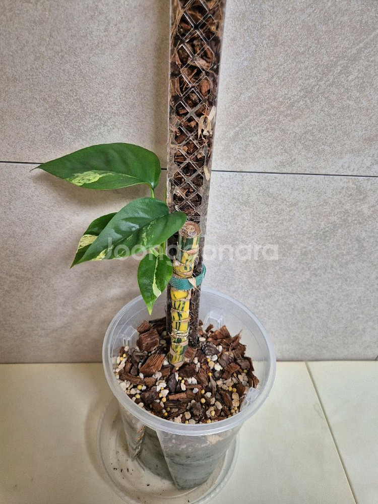 희귀식물 팝니다--5