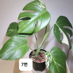 몬스테라알보(7번)택포