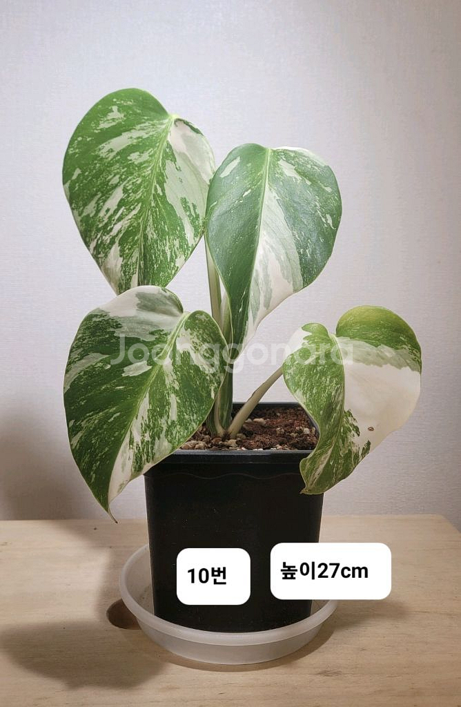 몬스테라알보(10번)--0