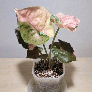 싱고니움 핑크쥬얼리