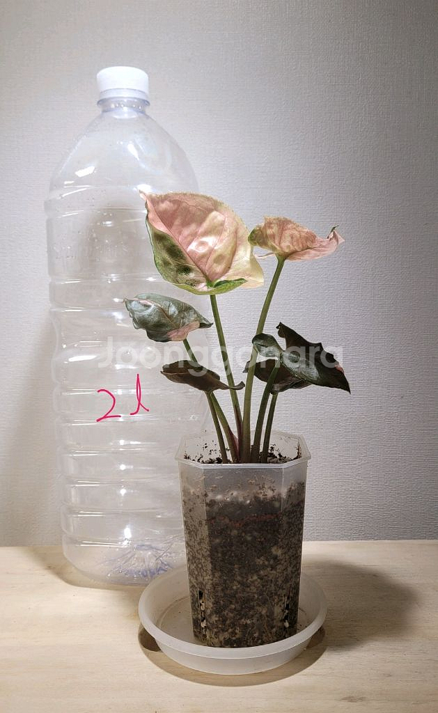 싱고니움 핑크쥬얼리--3