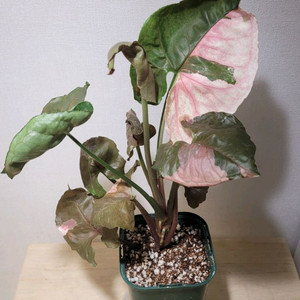 싱고니움 핑크쥬얼리