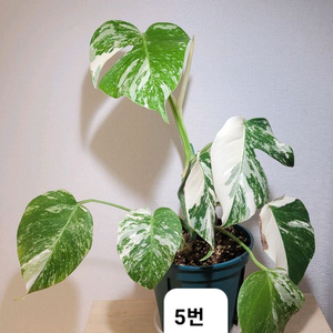 몬스테라알보(5번)