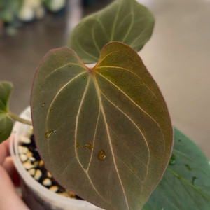 안스리움 레드베인 킹오스 (clone)