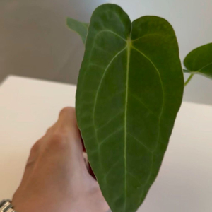 안스리움 벨벳마스크